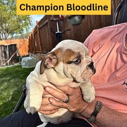 Harley Quinn - Fawn brindle and white female Bulldog puppy in Tremonton, Utah from Snuggle Pups
