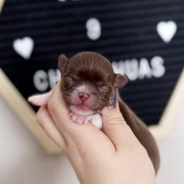 Molly - Chocolate female Chihuahua puppy in Harrison, Michigan from Cloud9 Chihuahuas
