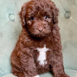 Bob - Brown and white male Aussiedoodle puppy in Jackson, Tennessee from Dinah Doodles and Aussies
