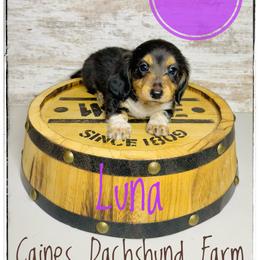 Pippa - Piebald female Dachshund puppy in Cincinnati, Ohio from Caines Dachshund Farm