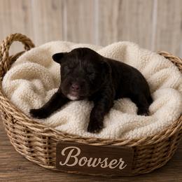 Bowser - Red tri-color male Australian Shepherd puppy in Tyner, Kentucky from Lil’ Town Aussies