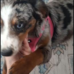 Miniature Australian Shepherd puppies from Aussies Acre
