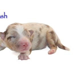 Flash - Red merle male Australian Shepherd puppy in Coldwater, Michigan from Northern Star Australian Shepherds