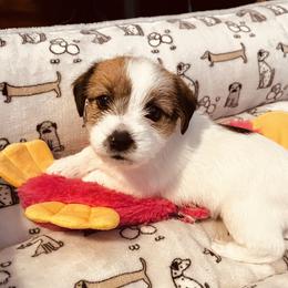 Fuchsia - White and tan female Russell Terrier puppy in Burns, Tennessee from Terrier Town of Tennessee