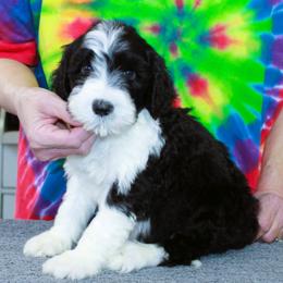 Theo - Black and white male Portuguese Water Dog puppy in Beatrice, Nebraska from Success Portuguese Water Dogs