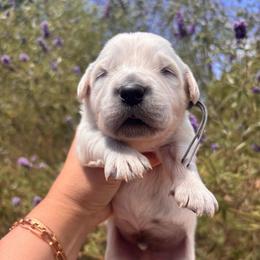 Gray (3700) - Light golden male Golden Retriever puppy in Pahrump, Nevada from Southern Nevada Goldens