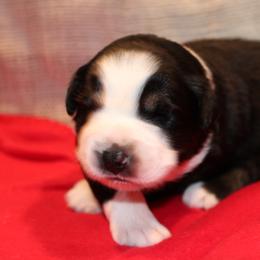 Heart - Black tri-color female Australian Shepherd puppy in Plantersville, Texas from Jak Se Auss