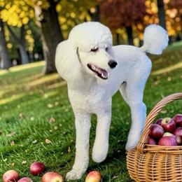 Colt - Poodle