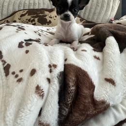 Chihuahua puppies from Gift of Gods Favor