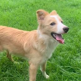 Mali - Border Collie