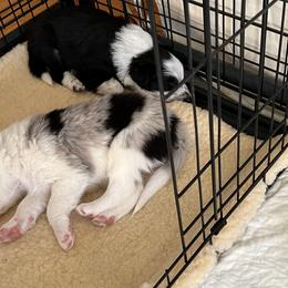 Border Collie Puppies from Roaring River Border Collies