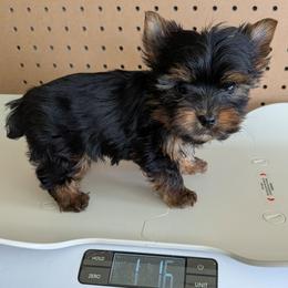 T.C. (Too Cute) - Black and gold male Yorkshire Terrier puppy in Gatesville, Texas from KontryKritterz Yorkies