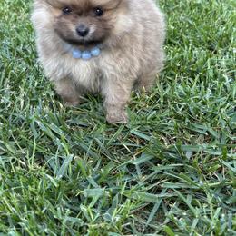 Pomeranian Puppies from Tinkerpoms