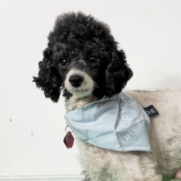 Mollie - Poodle