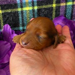 Breanna - Dapple female Dachshund puppy in Klamath Falls, Oregon from Luvindoxys4u