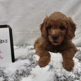 Goldendoodle and Poodle Puppies from Partridge Doodles and Poodles