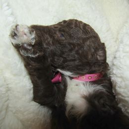 Goldendoodle and Poodle Puppies from David & Patricia Elliott