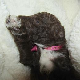 Goldendoodle and Poodle Puppies from David & Patricia Elliott