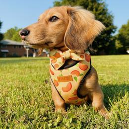 Zuko - Dachshund