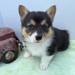 Scout-Fluff Carrier - Black and tan male Pembroke Welsh Corgi puppy in Scottown, Ohio from Wyndy Ridge Corgis