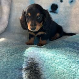 Boone - Black and tan male Dachshund puppy in Stilwell, Oklahoma from Ross Ranch Dachshunds