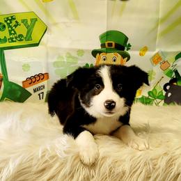 Border Collie Puppies from Borderline Kennels