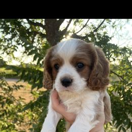 Teddy - Blenheim male Cavalier King Charles Spaniel puppy in Lake Brownwood, Texas from Narrows Creek Cavaliers