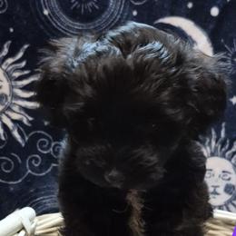 Havanese Puppies from Mimi's Havanese