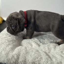 French Bulldog Puppies from Puget Sound Frenchies