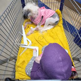 Chinese Crested and Shih Tzu All Grown Up from Wuppie Tree House