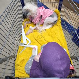 Chinese Crested and Shih Tzu All Grown Up from Wuppie Tree House