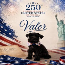 Valor - Black male Miniature Schnauzer puppy in Grantsville, Utah from Stellar Schnauzers