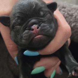 Boy2 - Fawn male Pug puppy in Keysville, Georgia from Rollee Pollee Pugs