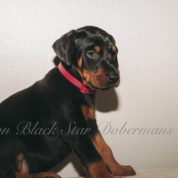 "B litter " Doberman Pinscher Puppies from Black Star Dobermans