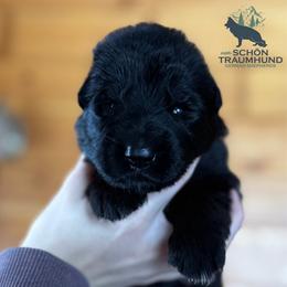 Ghalia - Black female German Shepherd puppy in Garland, Maine from Vom Schön Traumhund