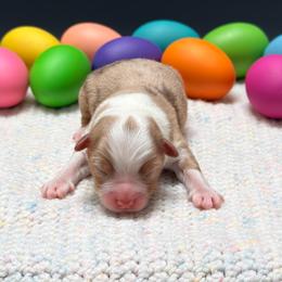 Boy 5 - Red merle male Miniature Australian Shepherd puppy in Covington, Pennsylvania from Rigas Mini Aussies LLC
