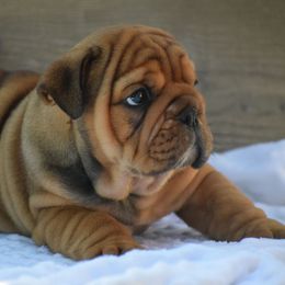 Titto - Fallow male Bulldog puppy in Bradleyville, Missouri from HurstBulldogs