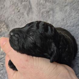 Black boy 2 - Black male Poodle puppy in Bauxite, Arkansas from Mountain Ridge Poodles