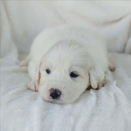 Pink - White female Great Pyrenees puppy in Yakima, Washington from Naches Heights Ranch
