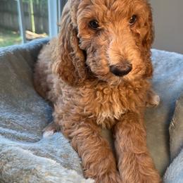 Cousin Ernie - Cream male Goldendoodle puppy in Clarksville, Tennessee from Golden Pine Designer Doodles
