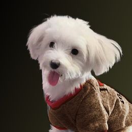 Poppy - Maltese