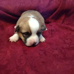 Pembroke Welsh Corgi Puppies from Jan's Pembroke Welsh Corgis