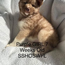 Siberian Husky Puppies from Southern Siberian Huskies of SW Florida