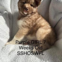 Siberian Husky Puppies from Southern Siberian Huskies of SW Florida
