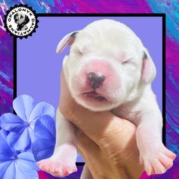 Girl 4 - female Dalmatian puppy in Morriston, Florida from OpalOnyx Dalmatians