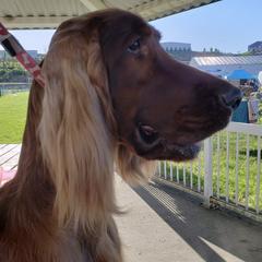 English Setters and Irish Setters from Emrock Setters