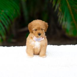 Della - Red  female Goldendoodle puppy in Fort Myers, Florida from Corgis & Doodles