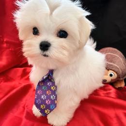 Lincoln - White male Maltese puppy in Mercer, Pennsylvania from Stone Ridge Maltese