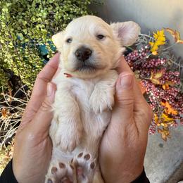Prince  Louie Blue collar - Cream male Dachshund puppy in El Cajon, California from Lisa Buxton