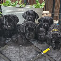 Labrador Retriever Puppies from Labs4Ever Labradors